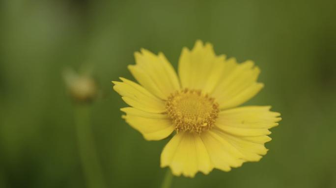 微距摄影花卉4K素材