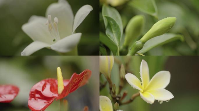 微距摄影花卉4K素材