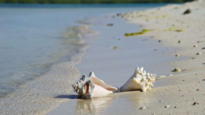 热带海滩海螺、日出和海浪