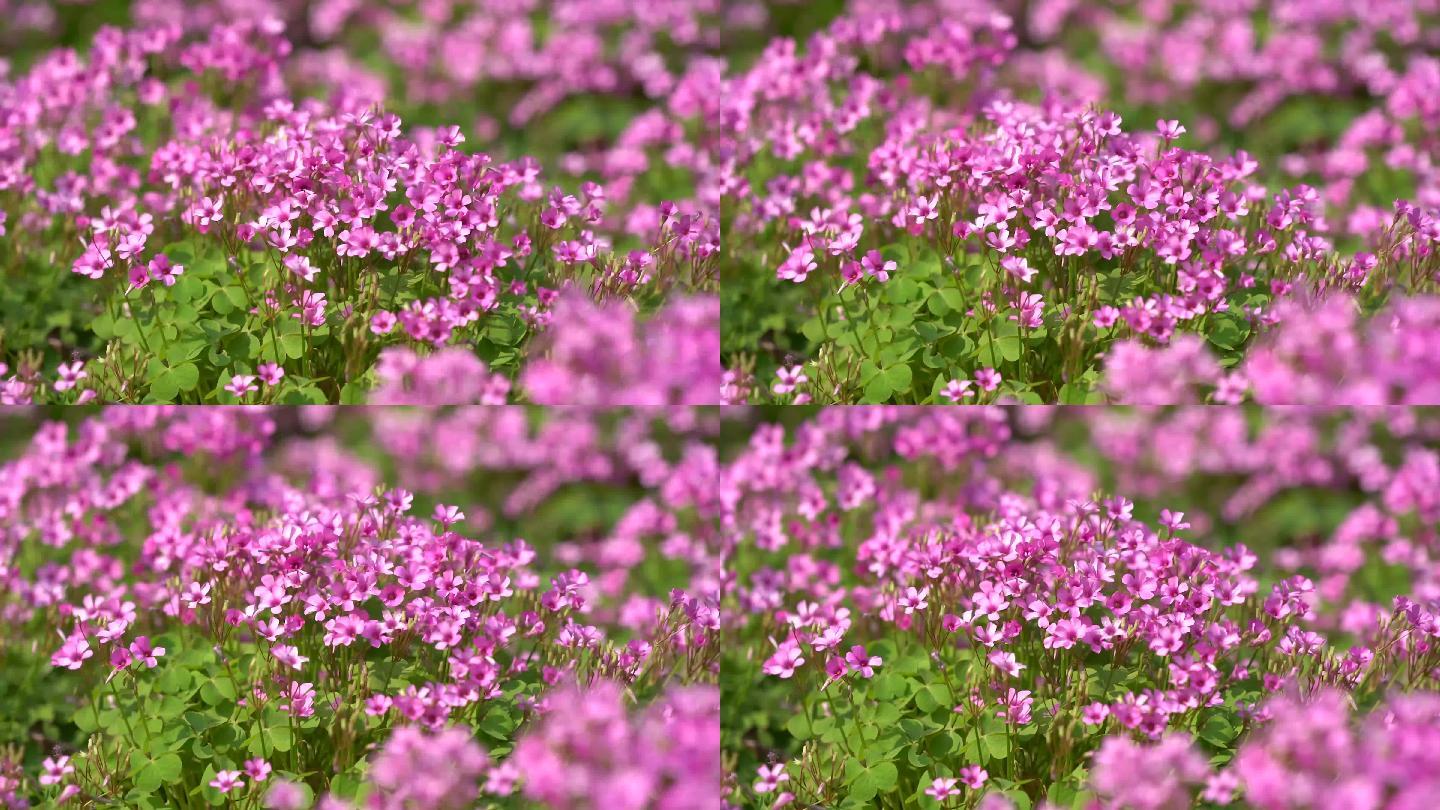 夏天公园唯美花朵空镜头意境植物A