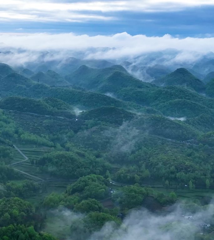 竖屏航拍贵州百里杜鹃普底景区云雾缭绕