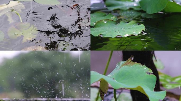 江南初夏下雨雨滴荷塘唯美升格空镜