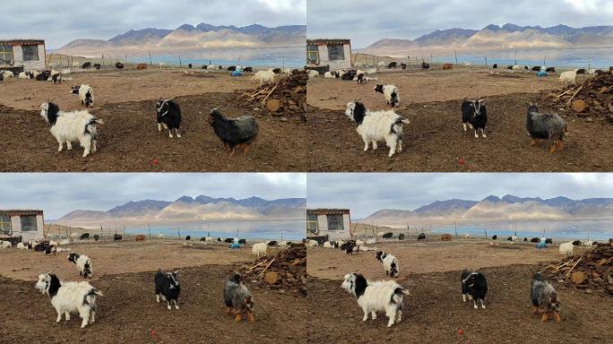 西藏那曲尼玛县当惹雍措牧场人家