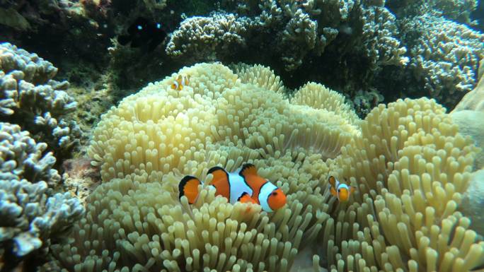 海葵小丑鱼科珊瑚虫色彩斑斓的海下世界玩耍
