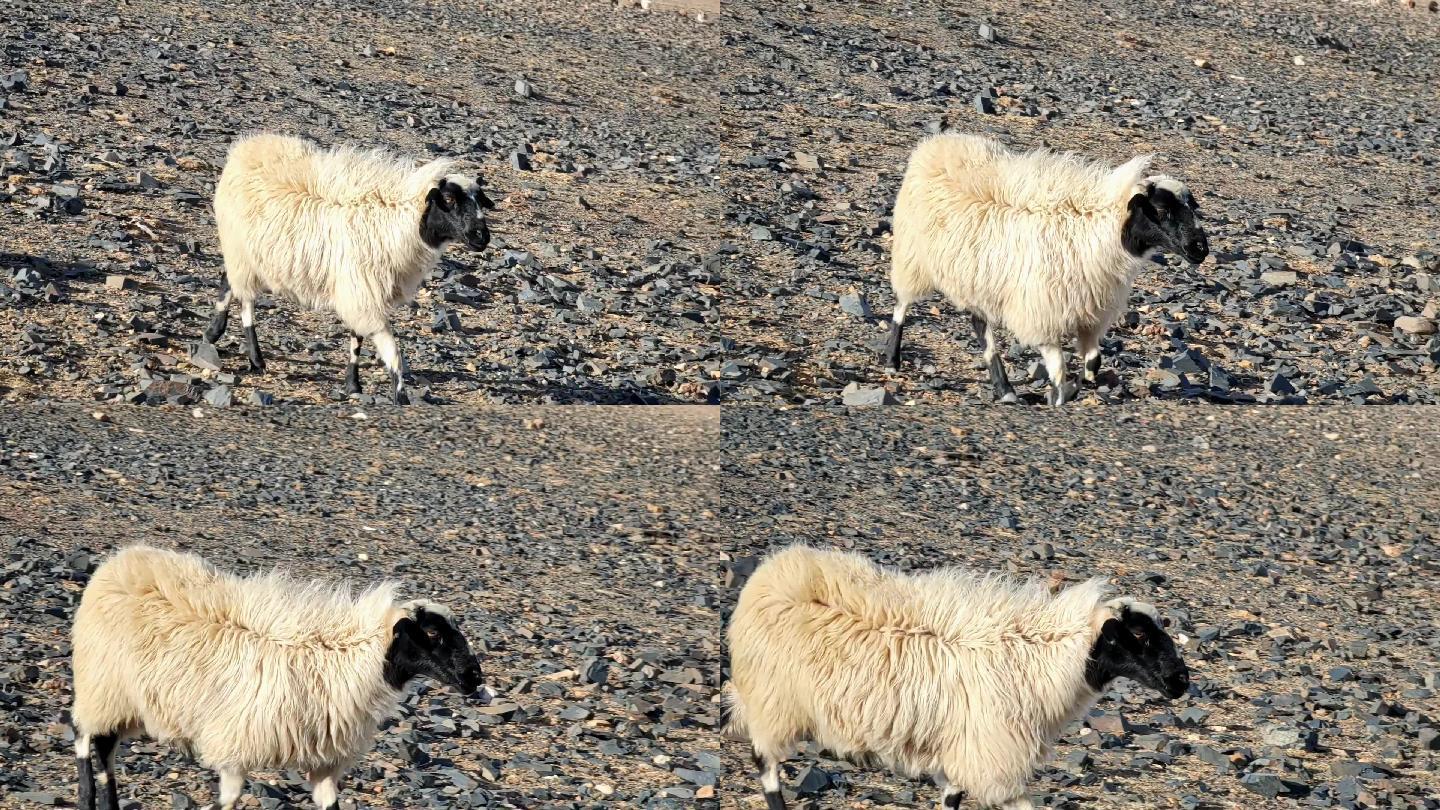 西藏那曲尼玛县当惹雍措牧场羊
