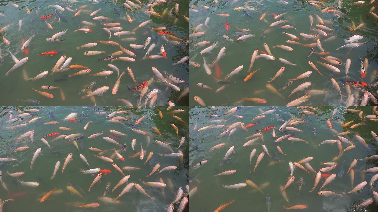 五颜六色的鱼锦鲤鱼塘观赏鱼