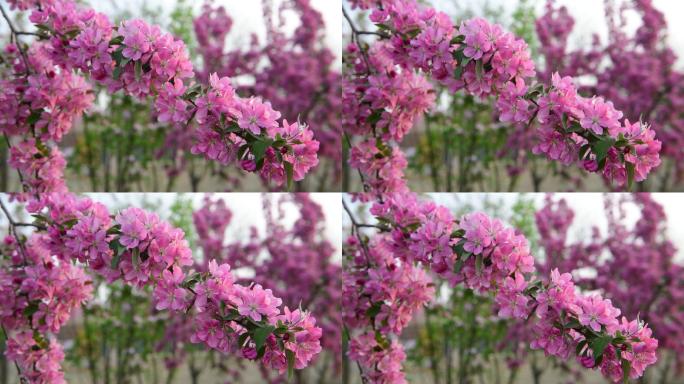 4K分辨率，春天盛开的海棠树