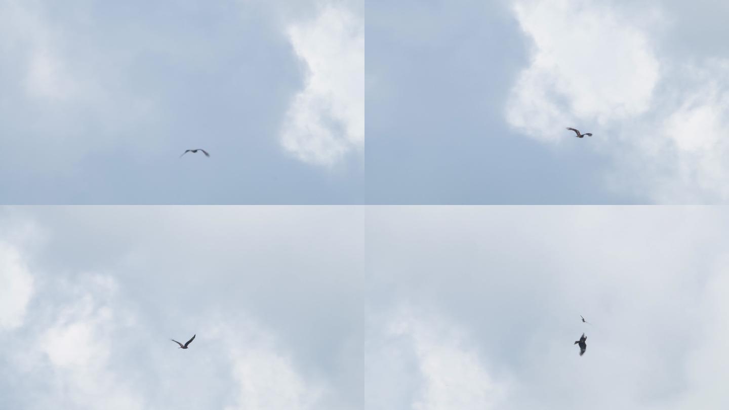 鹰vs黑风筝-兴安自然保护区