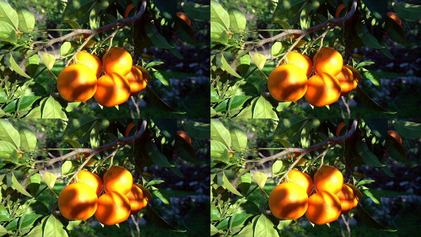 有阳光的桔树树上的橘子特写乡村振兴果园