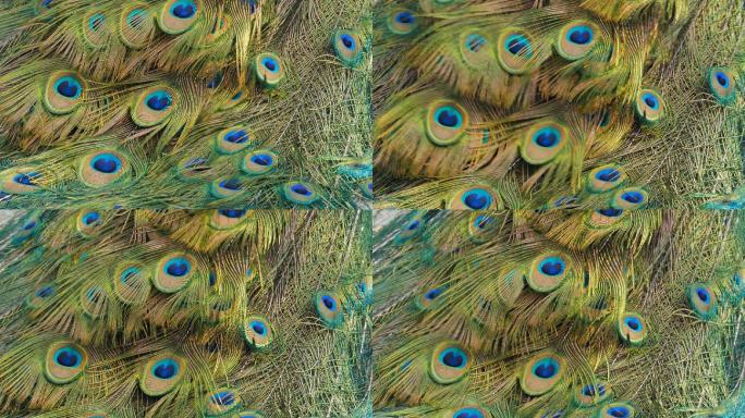 雄性印度孔雀。蓝绿尾羽