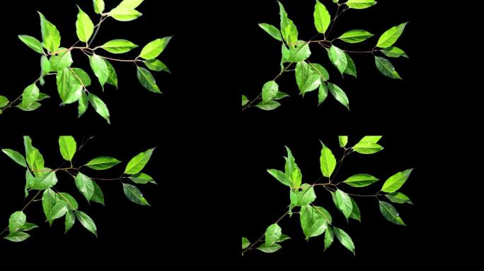 实拍绿色树叶随风飘摆动带透明通道用于合成