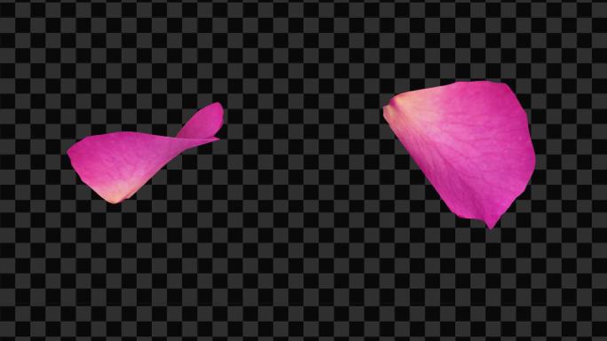 4款粉色玫瑰花瓣-无缝循环带透明通道