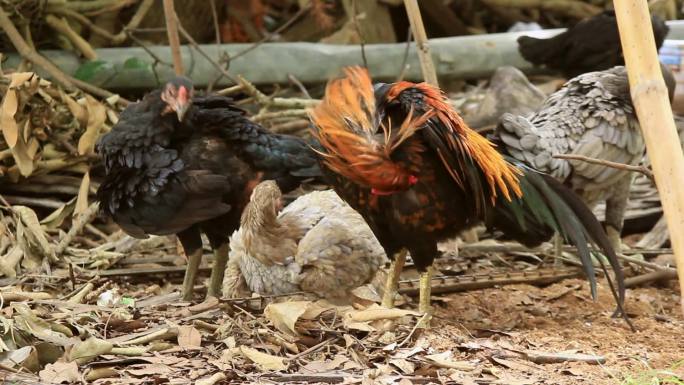 土鸡梳理。养殖喂养家禽养殖