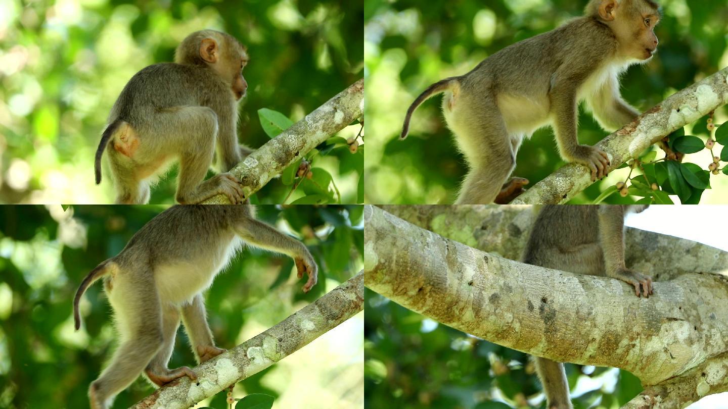 幼猴生活在泰国考艾国家公园的天然森林中，慢镜头