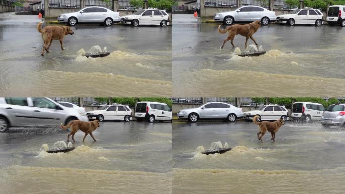 大雨导致污水外溢-城市洪水