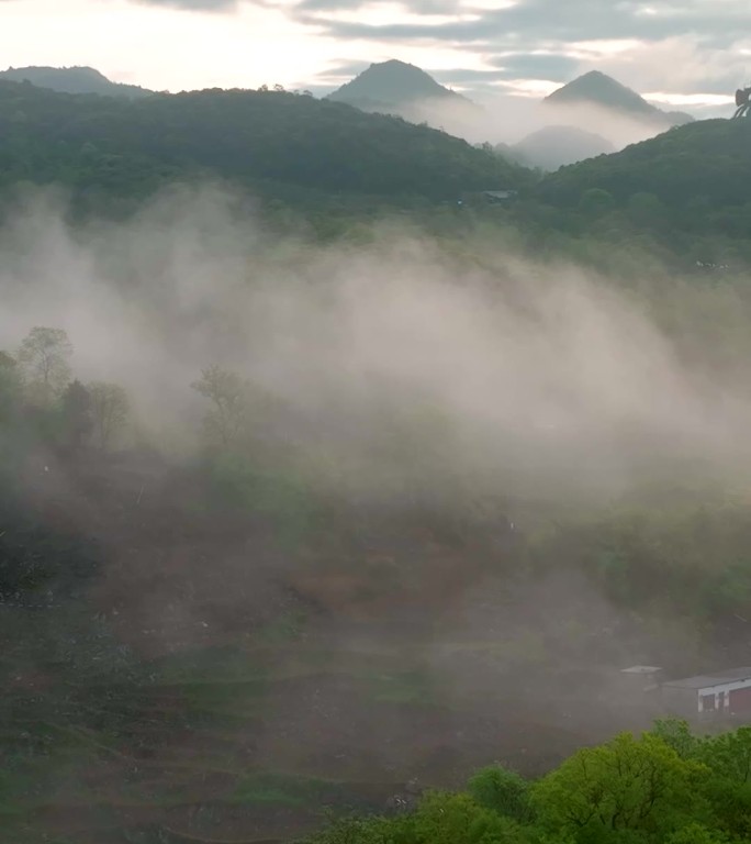 竖屏航拍贵州百里杜鹃普底景区