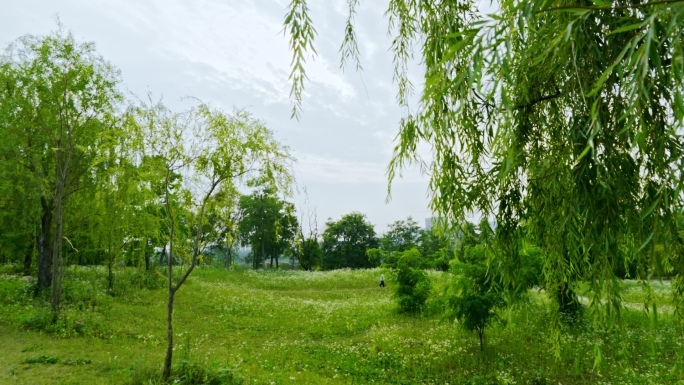 柳树公园阳光狗狗露营野餐生活周末惬意微风