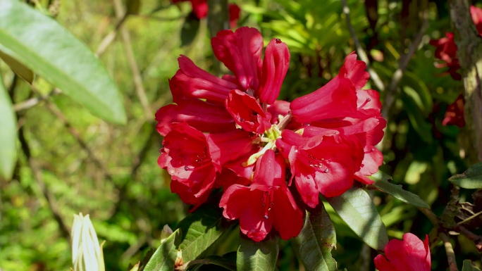 百里杜鹃杜鹃花开特写