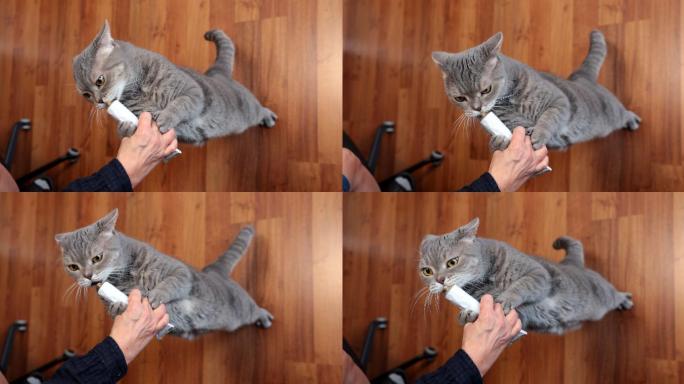 饥饿的猫站着舔主人手中的复合维生素糊管