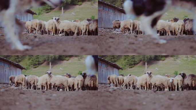 养羊业。在一天结束时进入畜牧场的谷仓。传统农业。