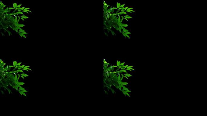 树叶实拍视频挂角素材带透明通道可用于合成