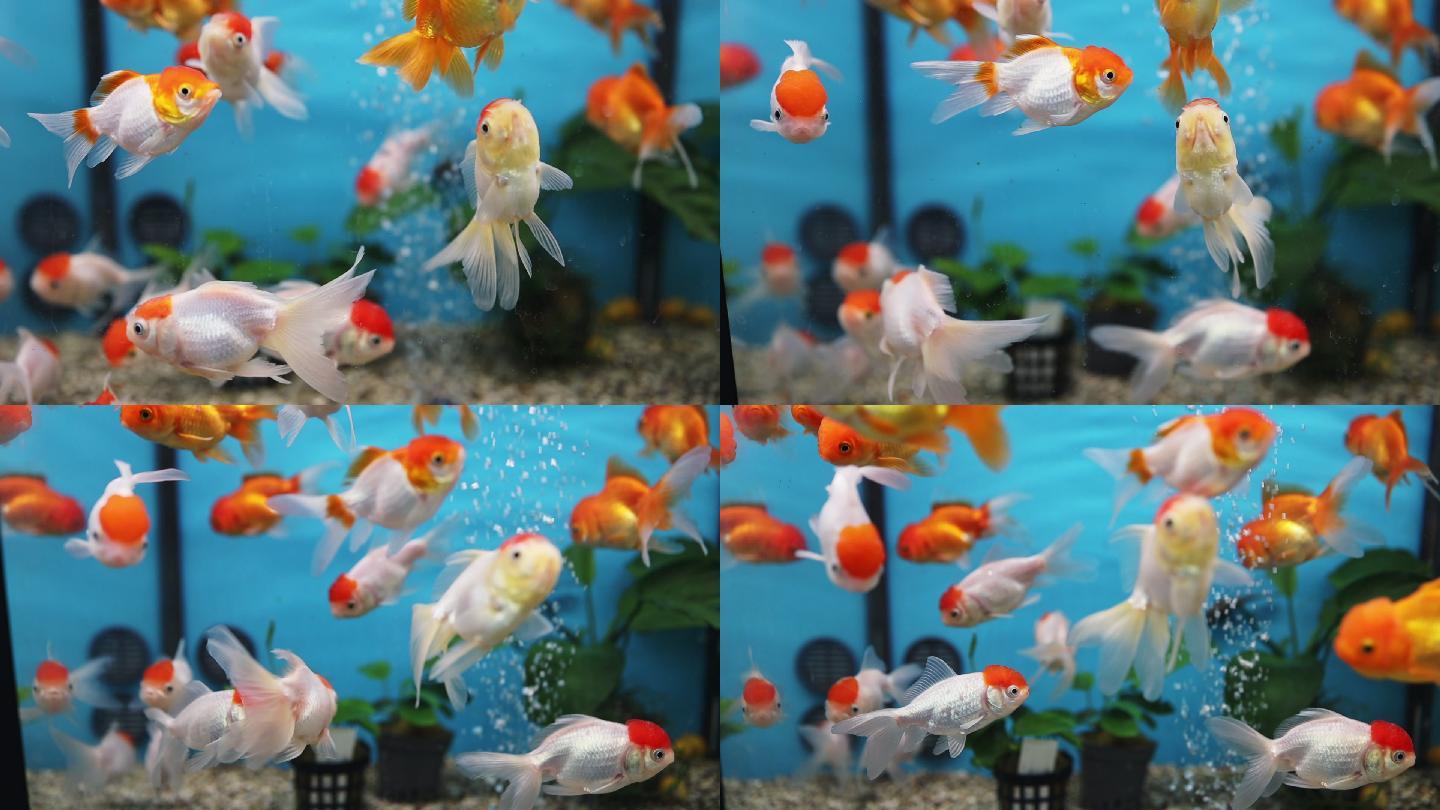 水族馆鱼类游泳人工饲养鹤顶红鱼缸