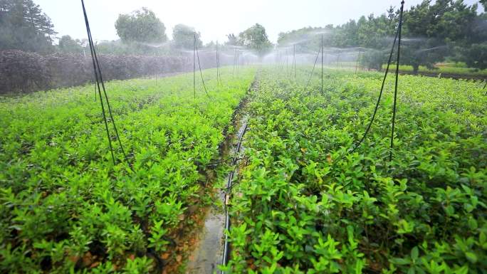 苗木花卉基地杯苗种植自动浇灌