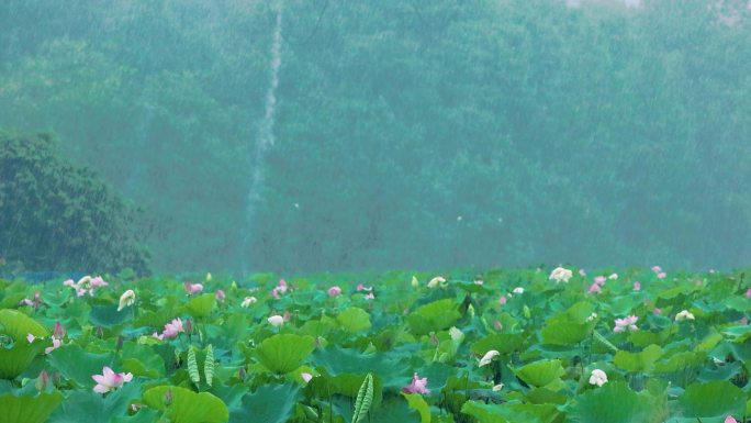 雨中荷摇摆着舞蹈雨点温润着荷花娇艳欲滴