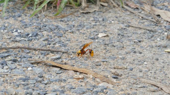 地上的纸黄蜂。采蜜飞舞的细腰黄蜂落在地上