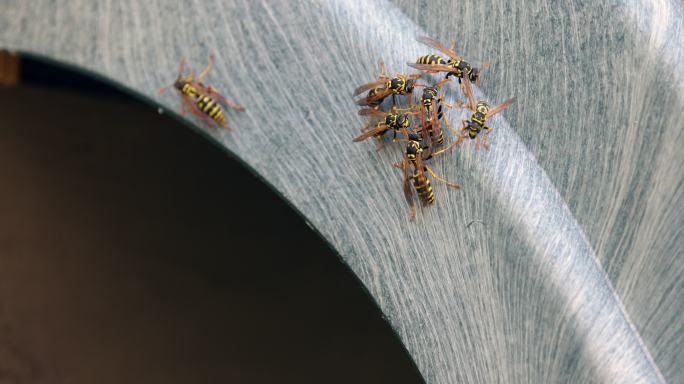 一群黄蜂在儿童游乐场的滑梯上