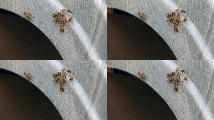 一群黄蜂在儿童游乐场的滑梯上