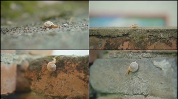 蜗牛吃食喝水微观生物特写