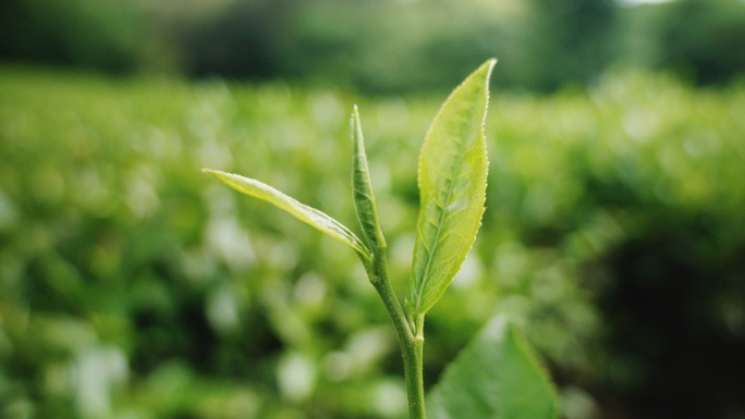 茶园茶叶种植嫩芽绿茶白茶