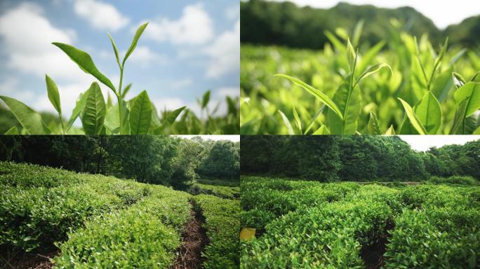 茶园茶叶种植嫩芽绿茶白茶
