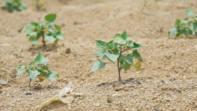 4K 红薯种植 沙地红薯苗 番薯苗 甜薯