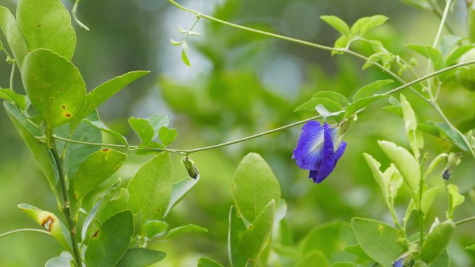 紫蝶豌豆花花儿野花