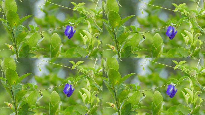 紫蝶豌豆花花儿野花