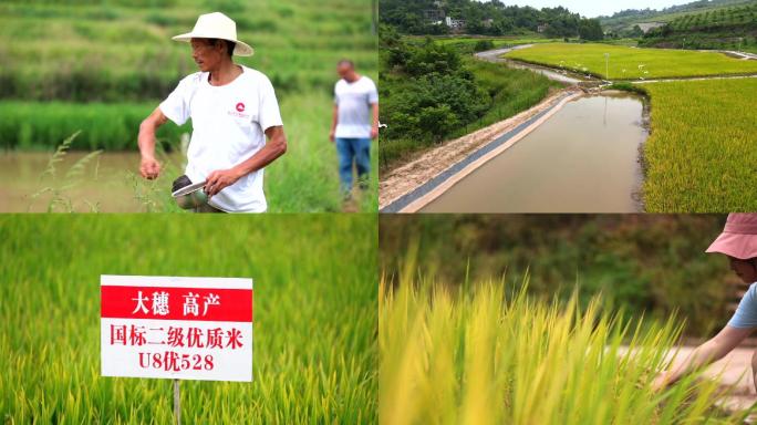 稻田鱼虾种养殖乡村旅游