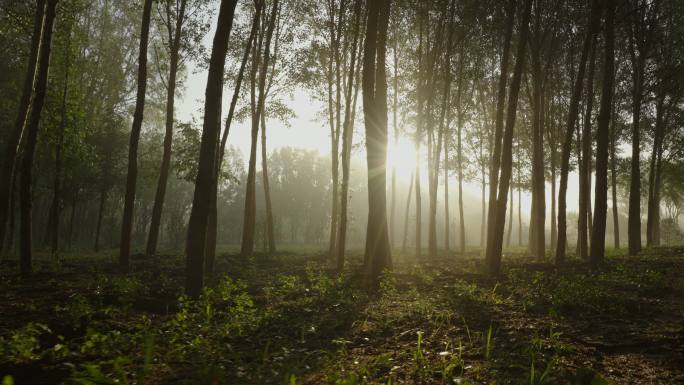 树林晨光逆光生态