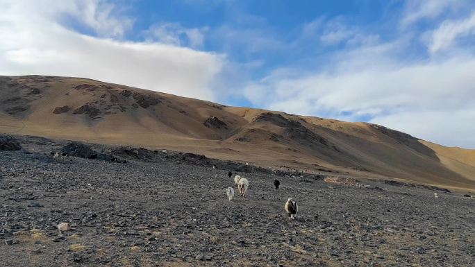 西藏那曲尼玛县当惹雍措牧场羊群
