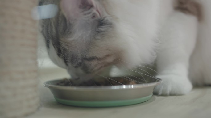 猫流浪猫投喂吃饭