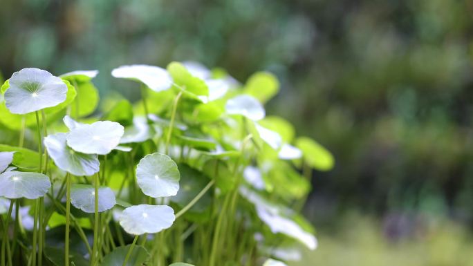 景观池里生长旺盛的绿色铜钱草