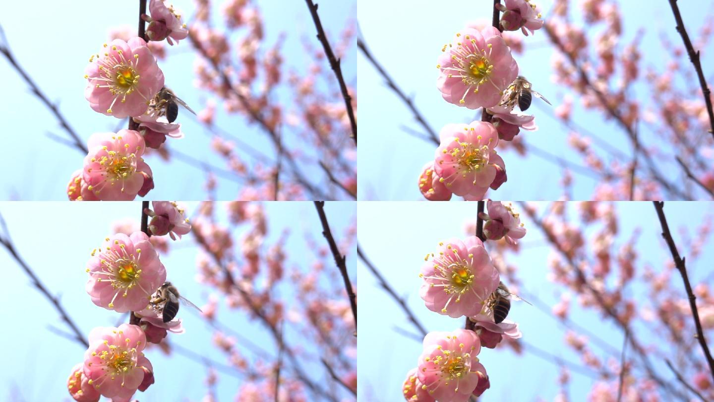 蓝天下盛开冬梅的蜜蜂