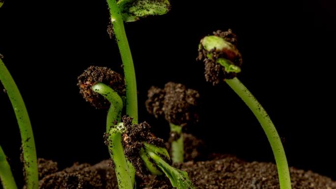 在黑色背景下拍摄的豆芽旋转和生长的地上视图。