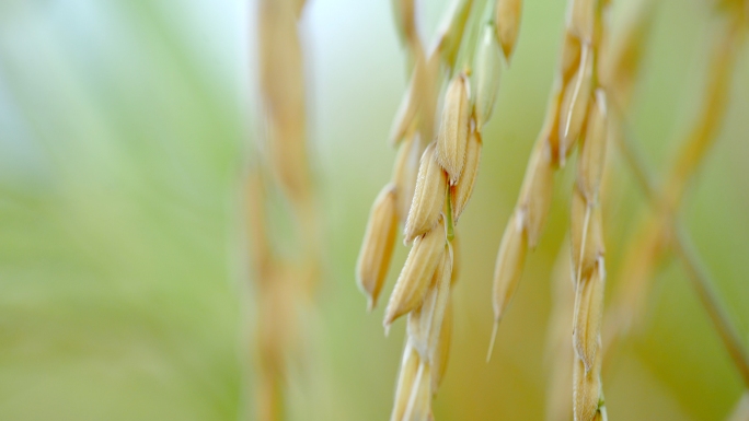 蜻蜓徘徊在成熟的稻田中