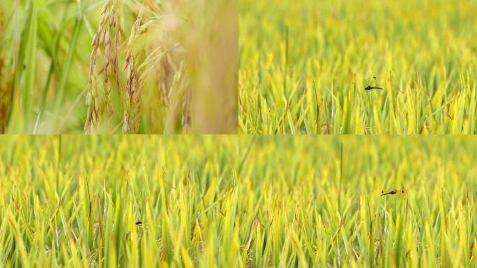 蜻蜓徘徊在成熟的稻田中
