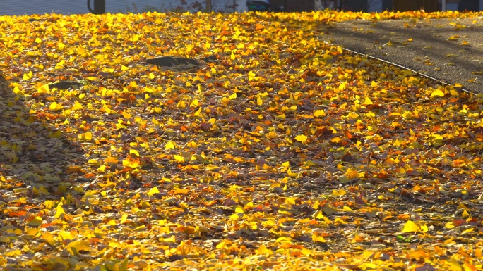 秋城公园地上的银杏叶