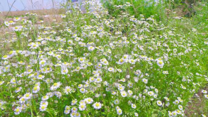 4K广角 小花 野花 野菊花 一年蓬中药