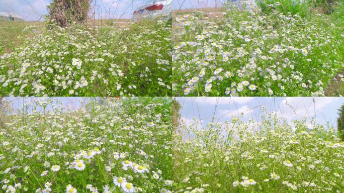 4K广角 小花 野花 野菊花 一年蓬中药