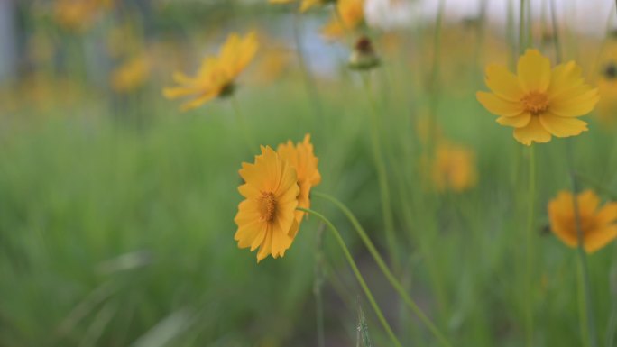 小黄花合集金鸡菊春天花海